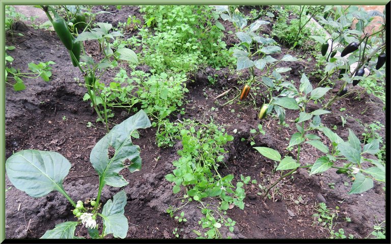 pepper garden bed with different peppers on plants.JPG