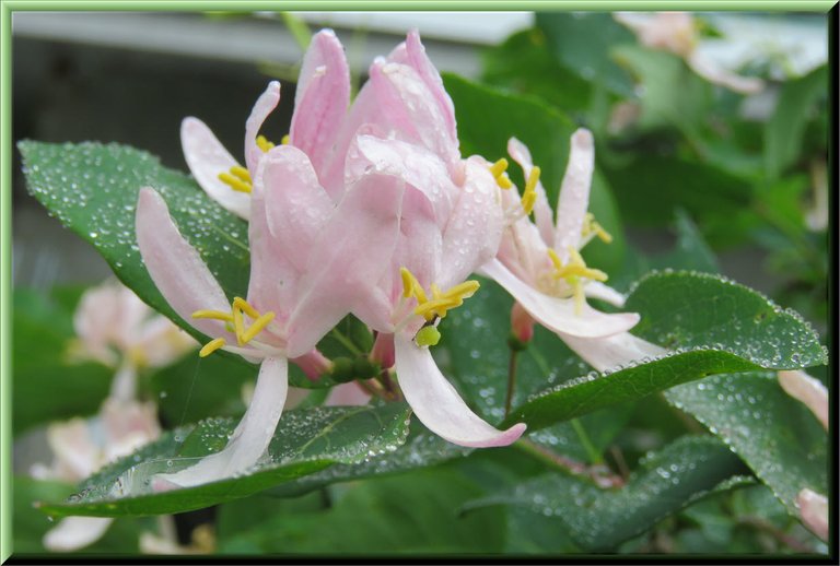 close up honeysuckle blooms with raindrops on leaves.JPG