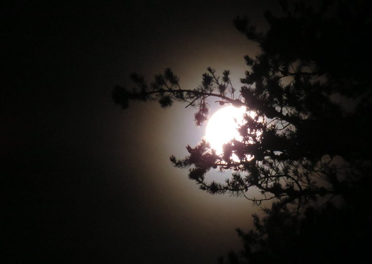 Full Moon With Orange Ring Behind Pine Branch.JPG