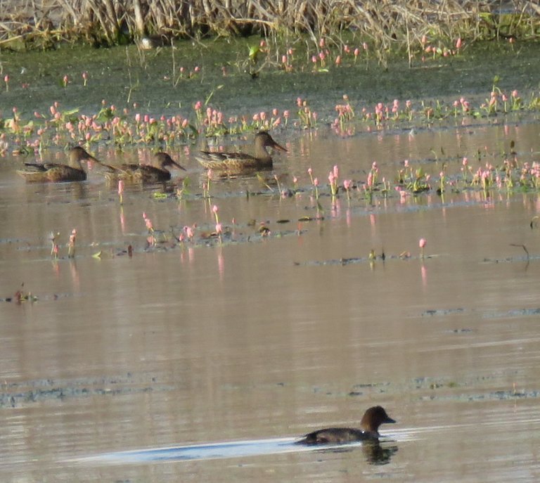 5 shoveller ducks by pink water plants smaller dark colored duck swimming in front.JPG