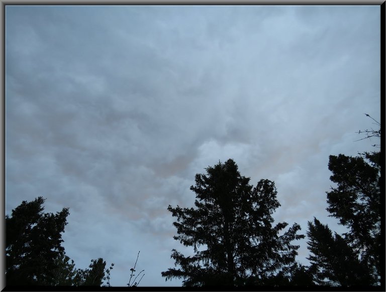 sunrise highlights clouds encircling tree tops.JPG