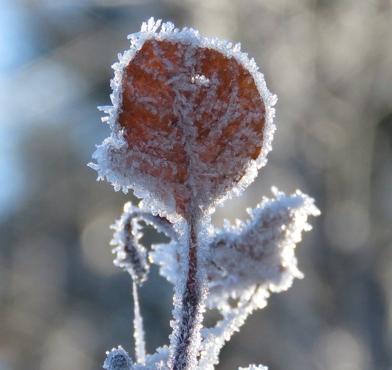 frost crystals on single leaf on branch.JPG