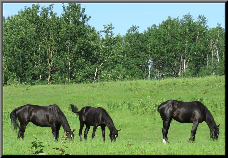 black mare and 2 young horses grazing in green pastures.JPG