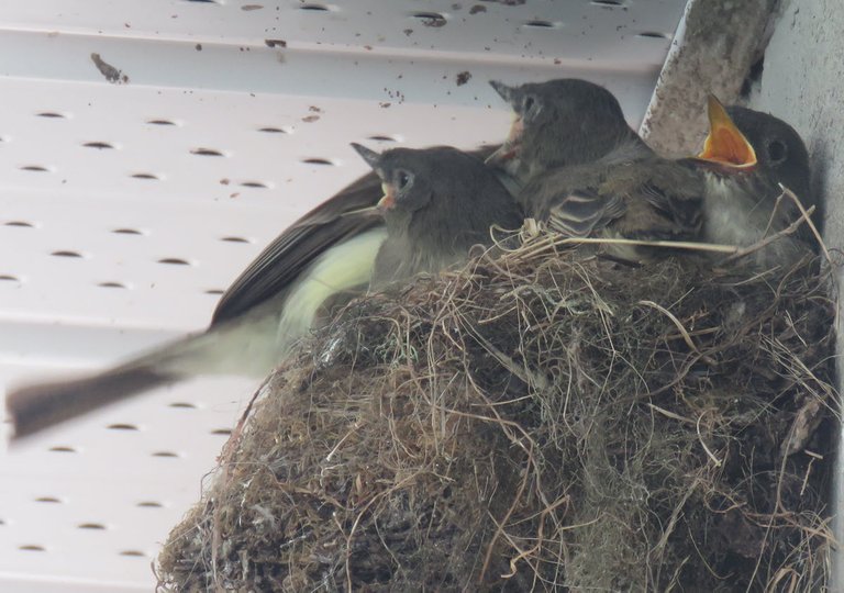 momma phoebe bird comes to nest chicks have beaks wide open.JPG