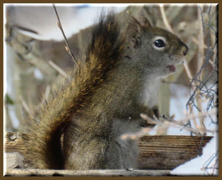 squirrel on feeder sitting up mouth open chirping.JPG