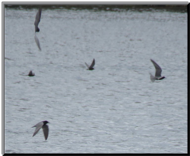 close  up terns like acrobats soaring around water surface.JPG
