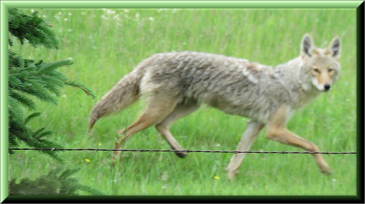 Close up Coyote running through field looking at me.JPG