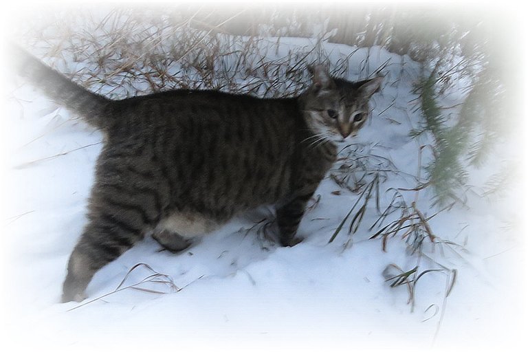 JJ in snow looking at me.JPG