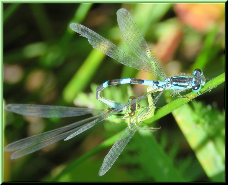 2 dragonflies copulating.JPG