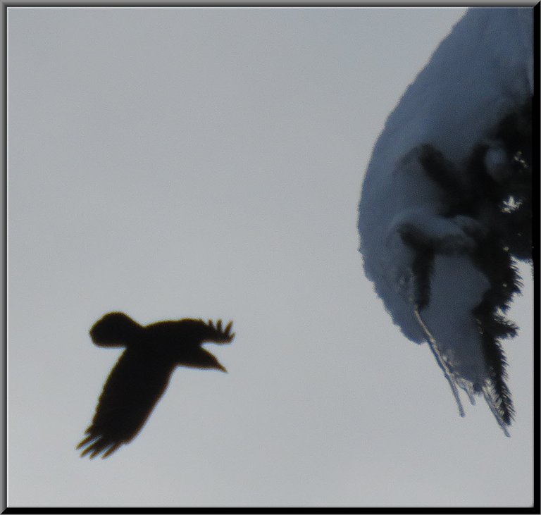 raven flying by spruce branch with icicles and snow.JPG