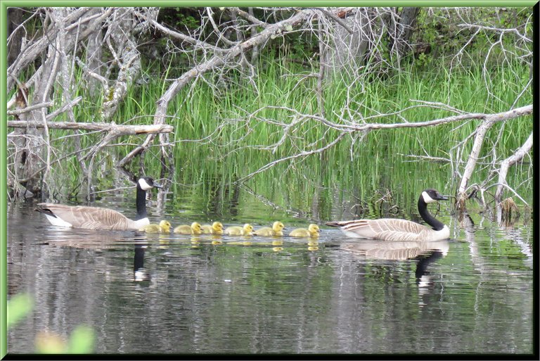 family of Canadian Geese Swimming 6 goslings.JPG