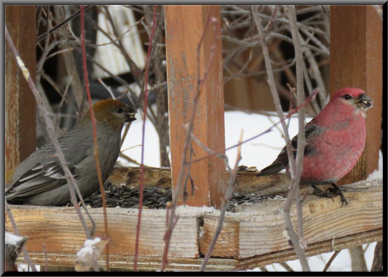 male and female pine grosbeak at feeder.JPG