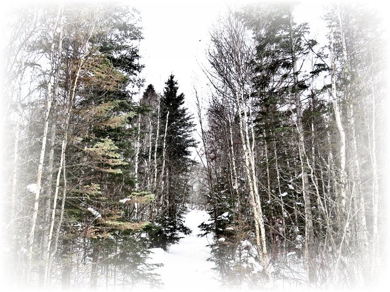 scenic picture of snowy trail to clearwater lake.JPG