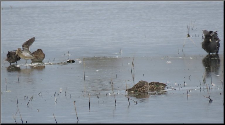 teal ducks sniper shorebird wings stretched and coot stretching wings.JPG