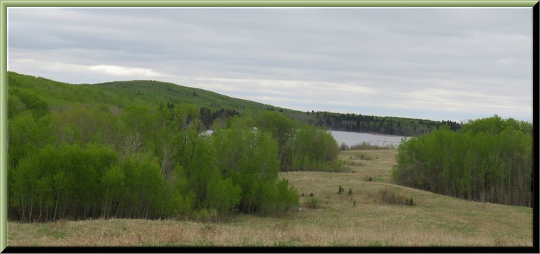 lush green in the trees on hilltop looking to lake.JPG