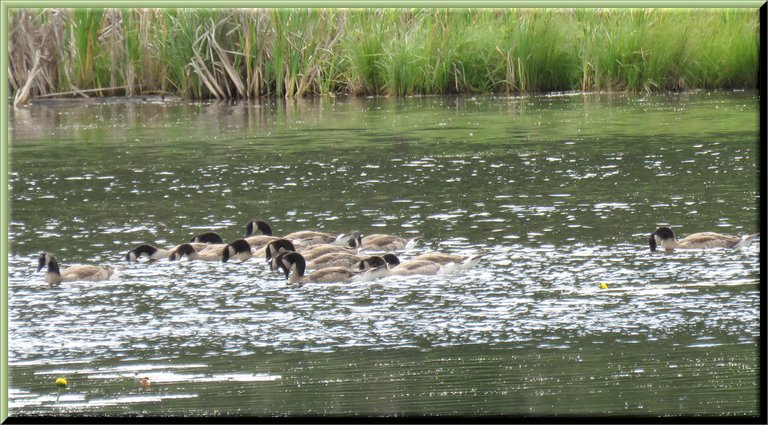flock of mature goslings feeding in pond.JPG