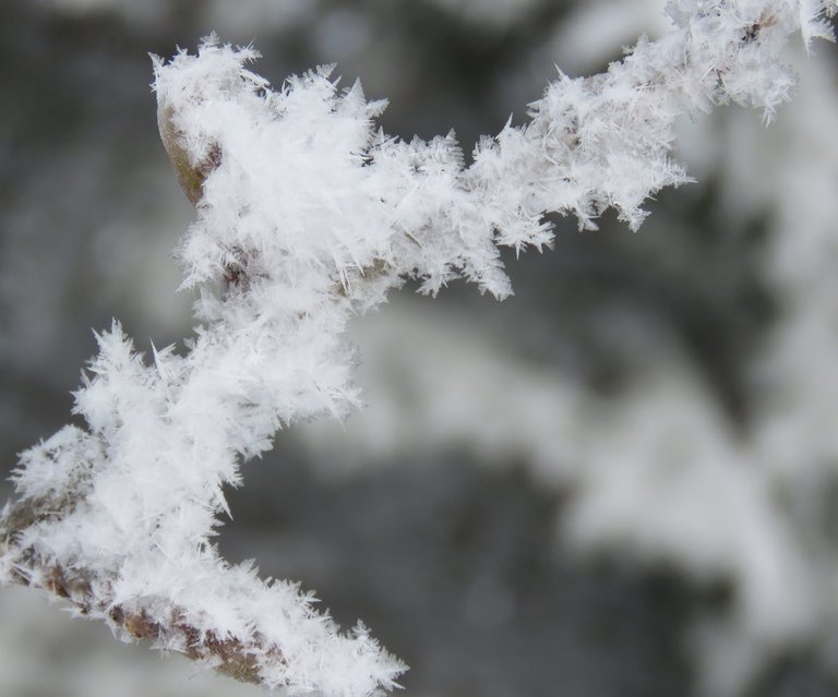 feathery spikes of hoarfrost on icy branch.JPG