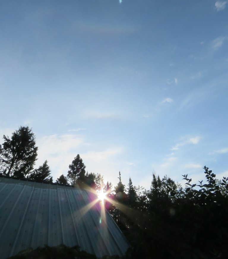 early morning sunbeams on edge of rooftop in everrgreen silhouettes.JPG