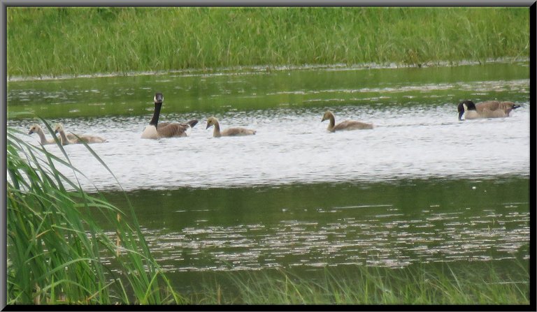 family of geese swimming older goslings male looking at me.JPG