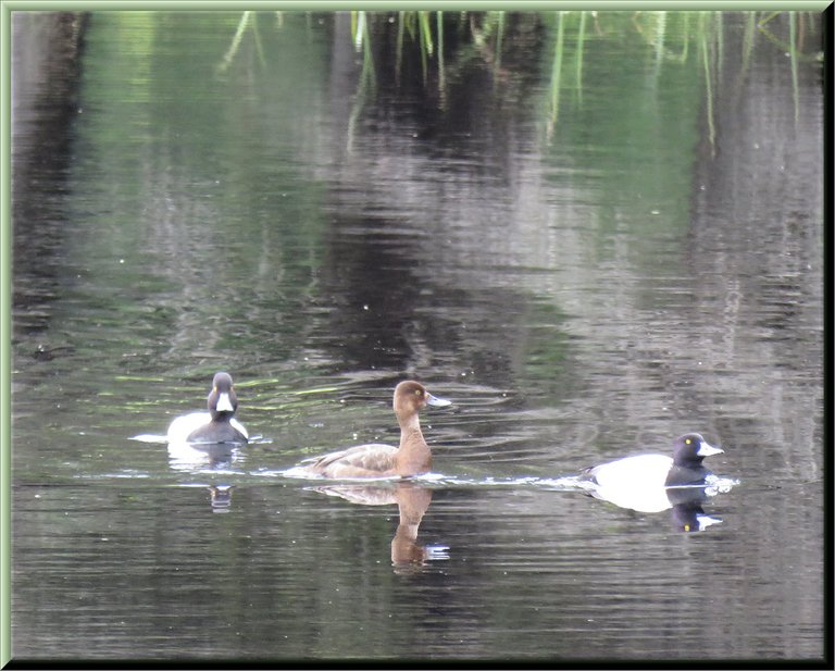 family of 3 Barrows golden eye ducks swimming.JPG