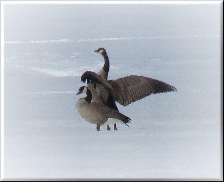 pair of geese in snow male flapping wings in snow.JPG