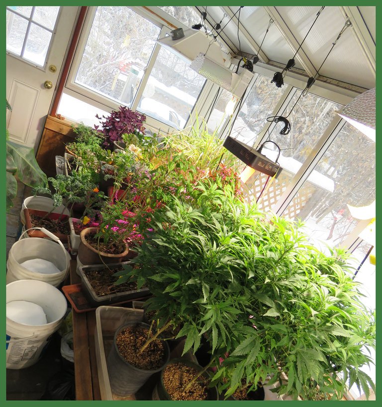overview of indoor garden from canabis plants on bench looking towards door.JPG
