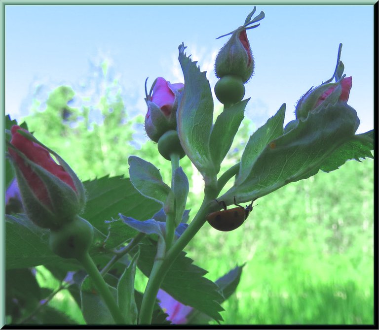 ladybug on shaded rose buds.JPG