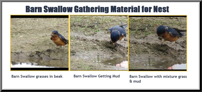 barn swallow gathering material for nest.jpg