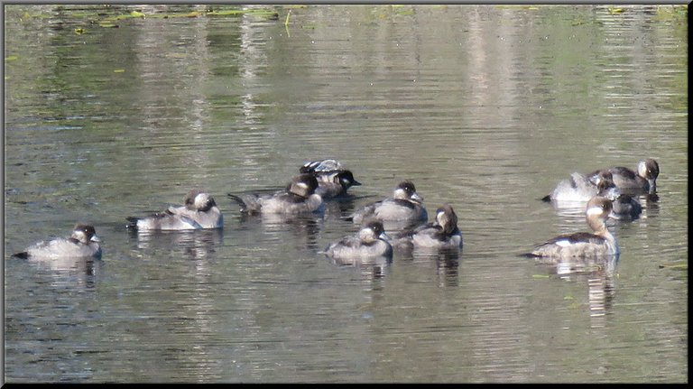 close up of female bufflehead duck and 9 bigger ducklings.JPG