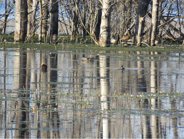 3 ducks swimming on pond with beautiful reflection of poplar trees on the water.JPG