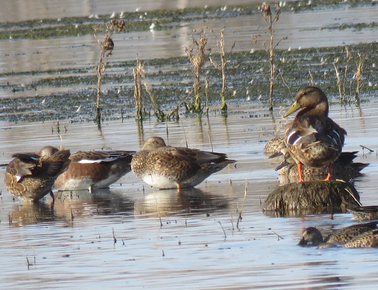 4 ducks standing on raised area in pond brown headed male duck looking at me 1 feeding in water.JPG