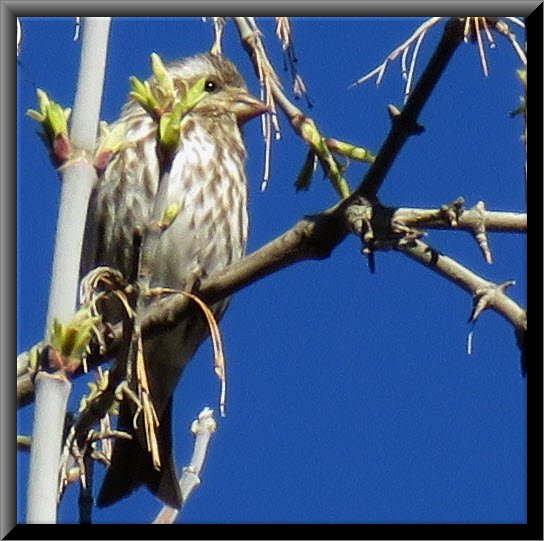 cute little house finch sitting among leaf buds just opening.JPG