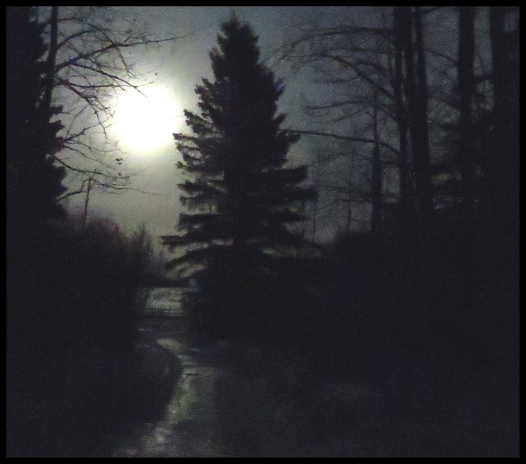 large full moon rising at head of lane by big spruce tree.JPG