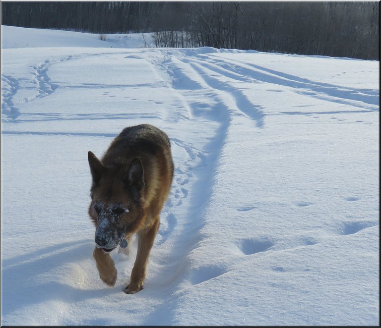 Bruno with snow on face running on snow.JPG