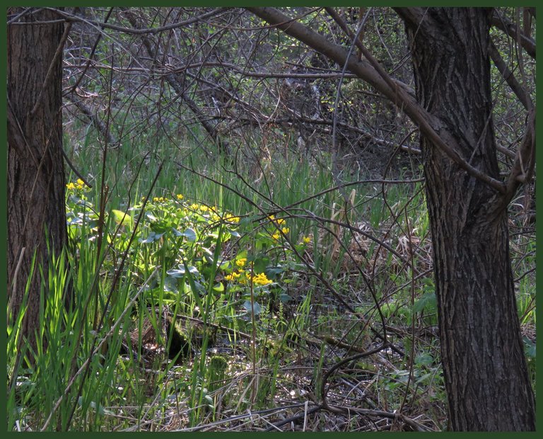 looking past willow trunks to sunlight patch of marsh marigolds.JPG