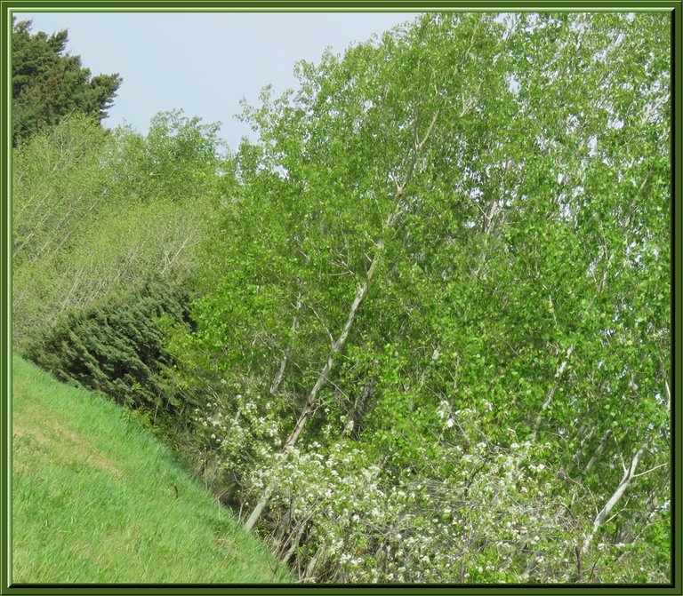 spruce poplar fresh green and blossoms on pincherries.JPG