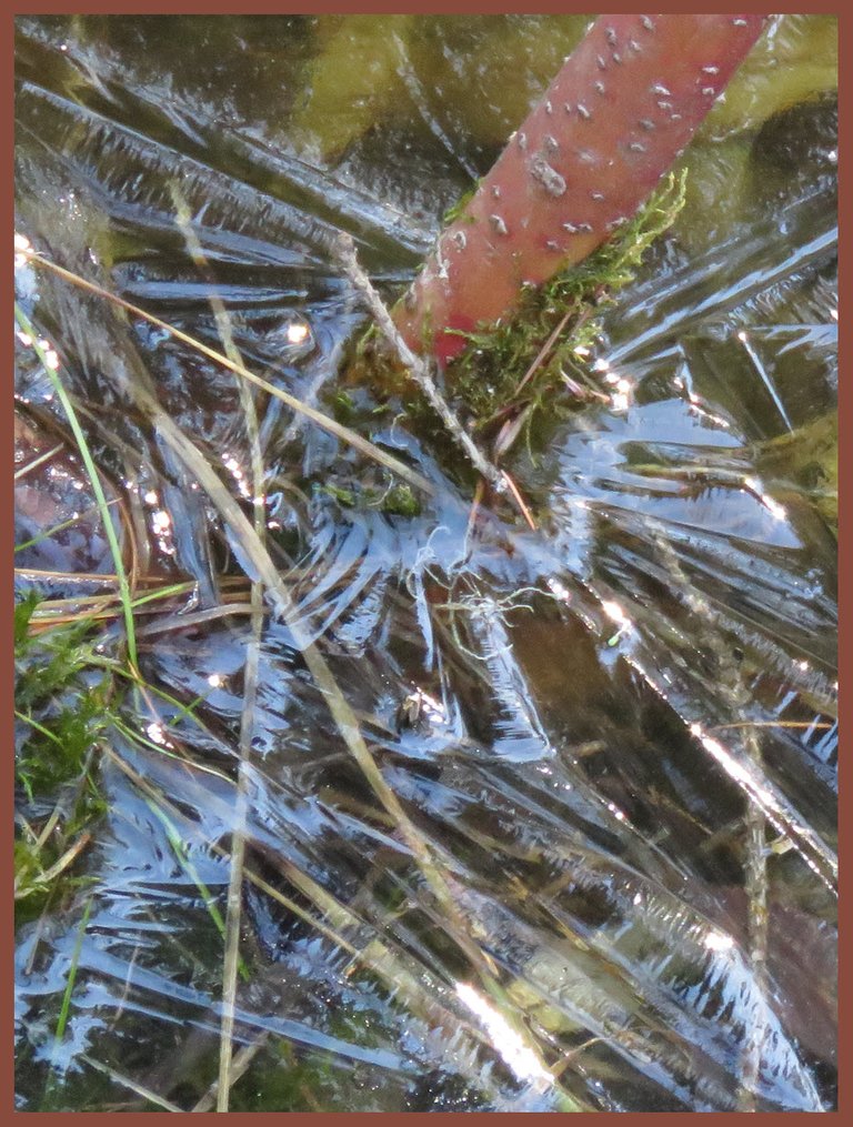 ice pattern at base of dogwood.JPG