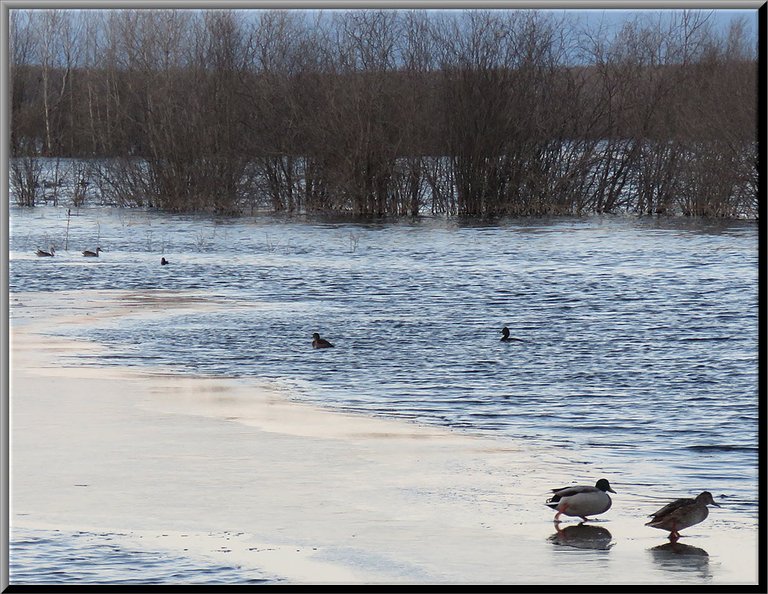ducks walking across band of ice on pond.JPG