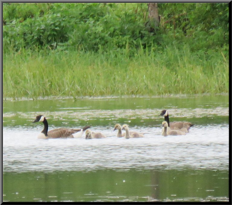 family of geese swimming in pond older goslings.JPG