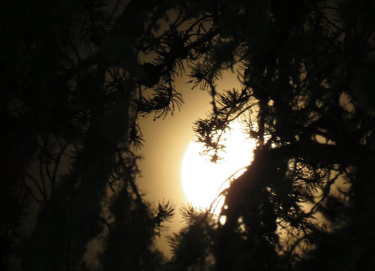 orange moon shining behind the pine branches.JPG