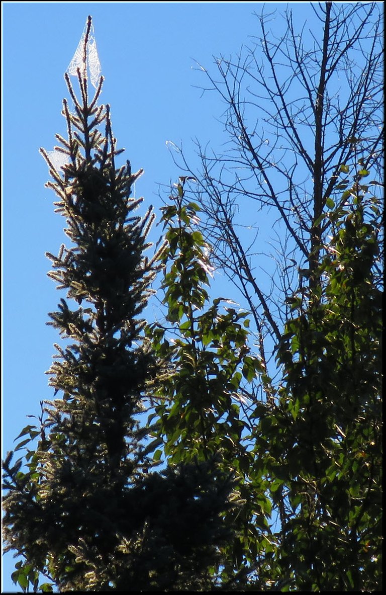 dewy spider webs on spruce tree tops.JPG