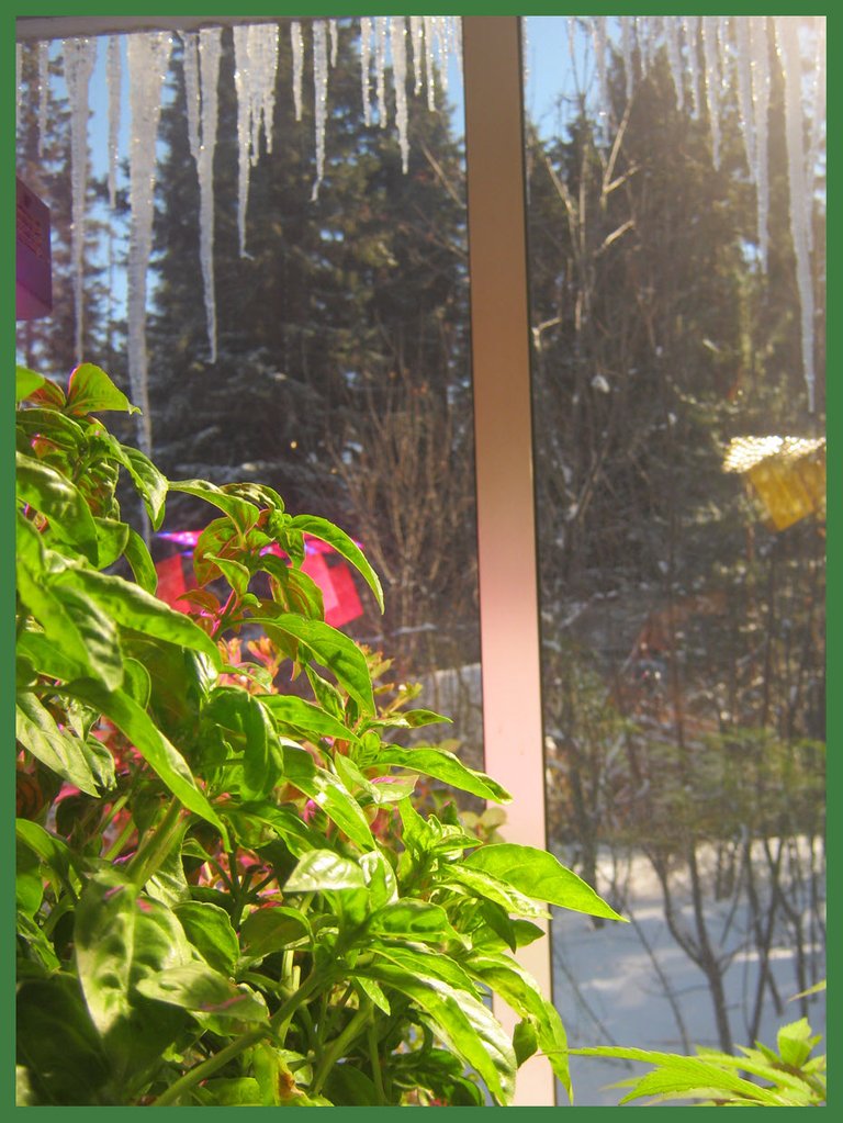 close up of basil plant with icicles in the windows behind.JPG