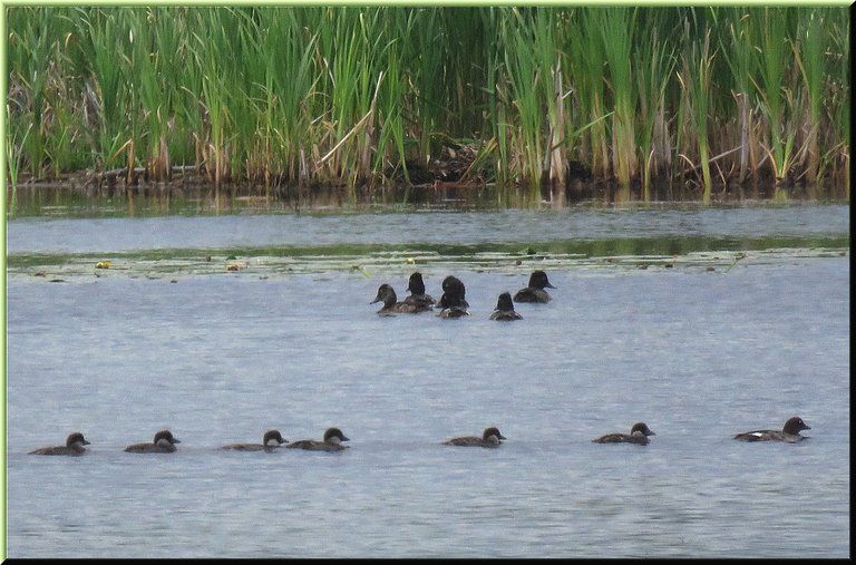 mother perhaps gold eye duck with ducklings swimming in line family of golden eye ducks behind them.JPG