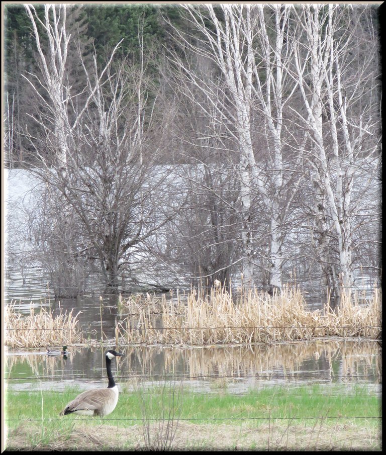 Goose on gard by lake with birch trees and duck swimming.JPG