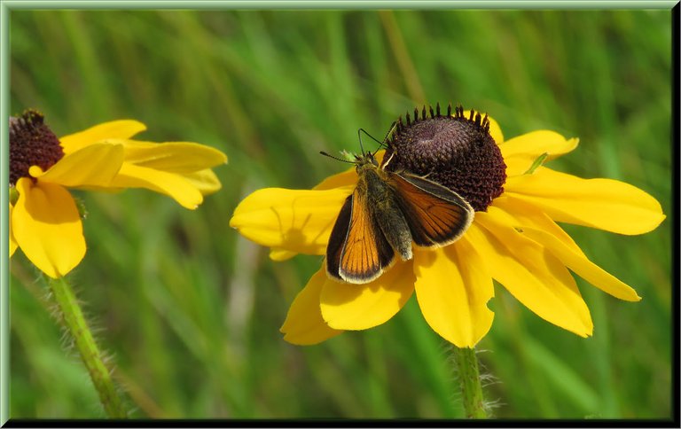 close up butterfly on black eyed susan bloom.JPG