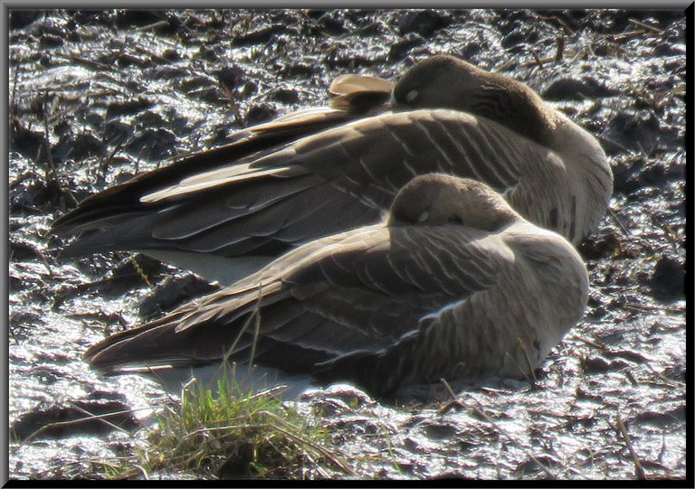 2 Peckle Belly Geese lying down head tucked in by wing resting.JPG