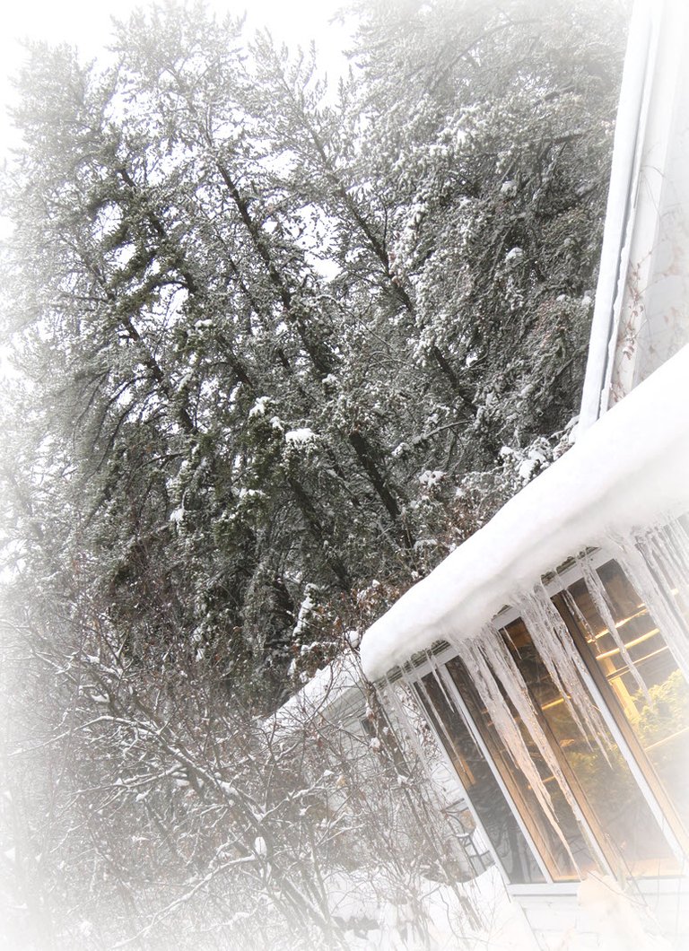 scene with icicles on sunroom snow on pine trees behind.JPG