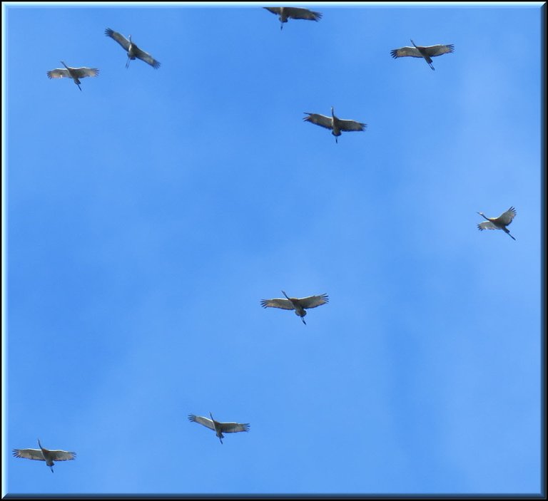 close up 9 cranes in flight.JPG