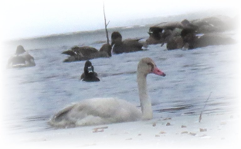 close up juvenile swan  swimming in icy water by other ducks.JPG