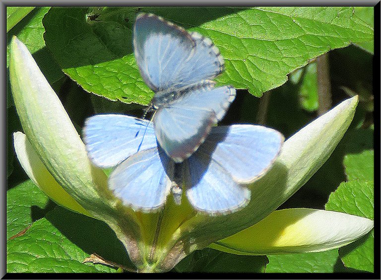 pair of blue butterflies on single tulip tarda bloom.JPG